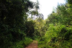 Заповедник Синхараджа (Sinharaja Forest Reserve), Шри-Ланка