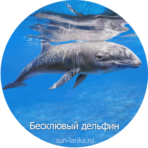 Бесклювый дельфин, Шри-Ланка