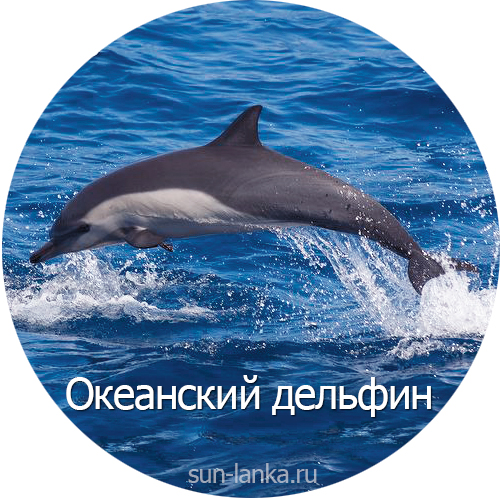 Океанский дельфин, Шри-Ланка