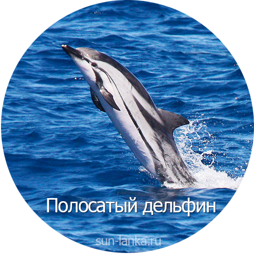 Полосатый дельфин, Шри-Ланка