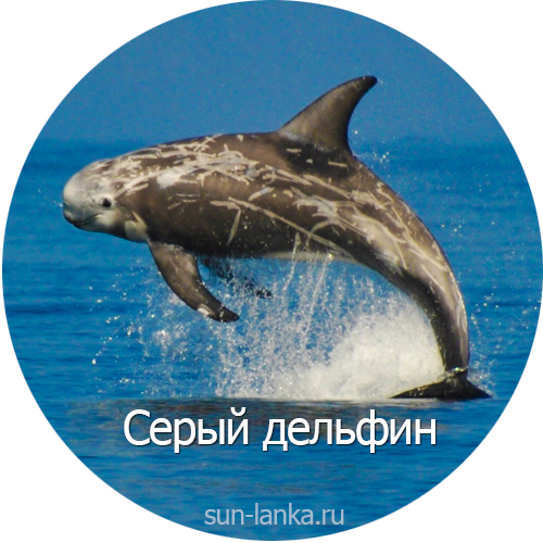 Серый дельфин, Шри-Ланка