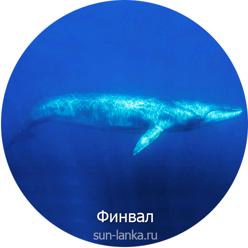 Финвал, Шри-Ланка
