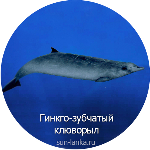 Гинкго зубчатый Клюворыл, Шри-Ланка