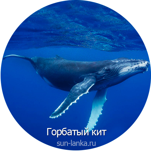 Горбатый кит, Шри-Ланка