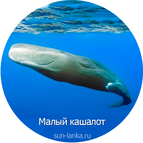 Малый карликовый кашалот, Шри-Ланка
