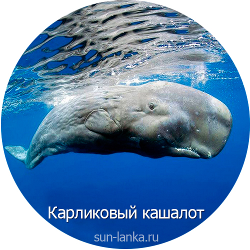 Карликовый кашалот, Шри-Ланка