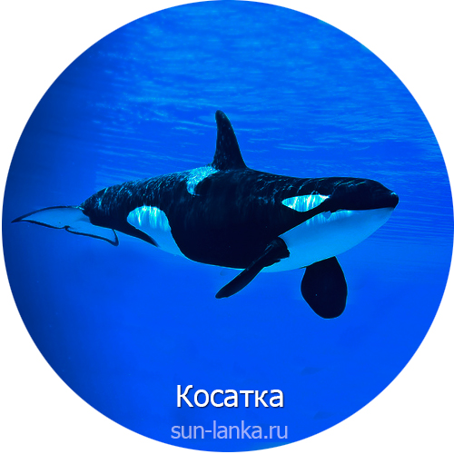 Косатка, Шри-Ланка