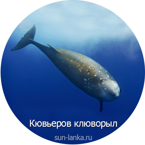 Кювьеров клюворыл, Шри-Ланка