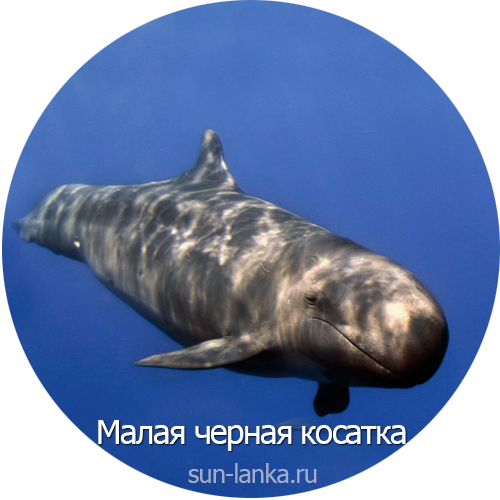 Малая косатка, Шри-Ланка