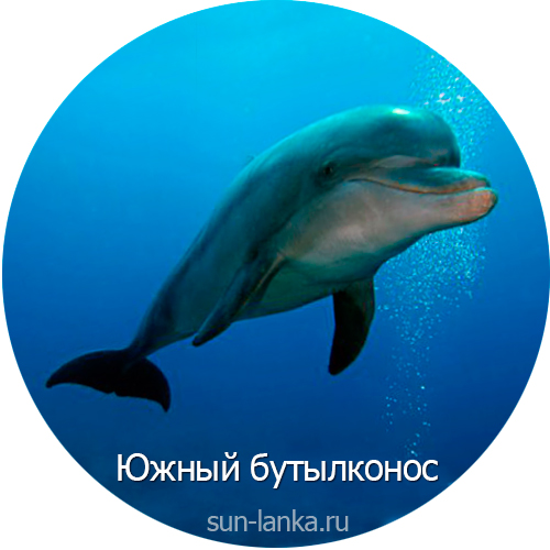 Плосколобый бутылконос, Шри-Ланка
