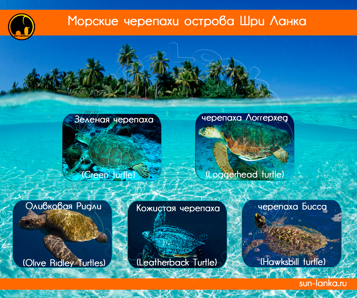 Морские черепахи Шри-Ланки